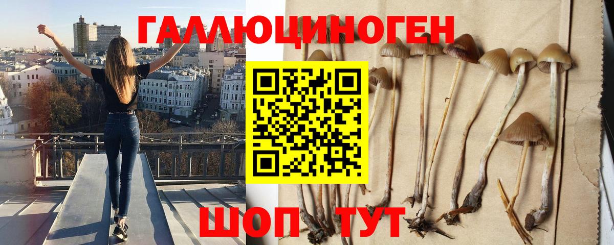 Галлюциногенные грибы Psilocybe Курск
